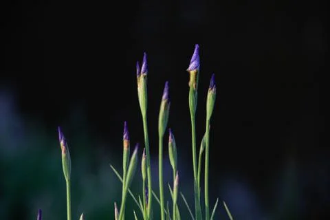 Blue iris buds in the sunlight on dark background Stock Photos