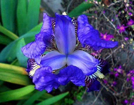 Blue iris flower with a bee that pollinates him Stock Photos