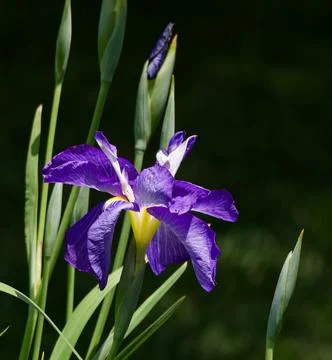 Blue iris flower in bloom Foto stock
