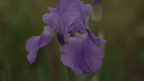 Blue iris flower. Blooming spring flower iris close up. Stock Footage 197081230