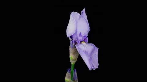 Blue iris flower blooming timelapse Stock Footage 53414506