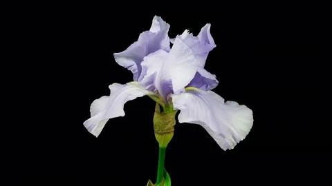 Blue iris flower blooming timelapse Stock Footage 75551841