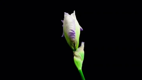 Blue iris flower blooming timelapse Stock Footage 79426034