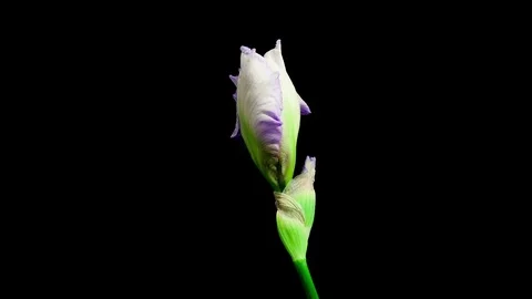 Blue iris flower blooming timelapse Stock Footage 79439304