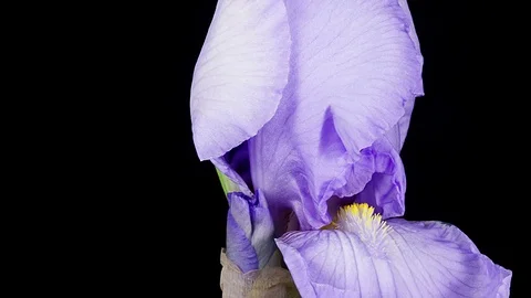 Blue iris flower blooming timelapse close up macro Stock Footage 108528566