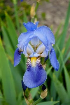 Blue iris flower on a blurred background on a summer day Stock Photos