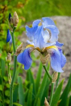 Blue iris flower on a blurred background on a summer day Stock Photos