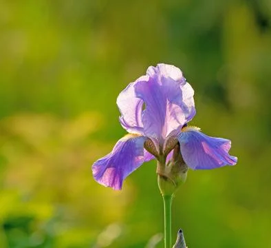 Blue iris flower on a blurred background illuminated by backlit sunlight Stock Photos