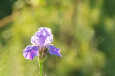 Blue iris flower on a blurred background illuminated by a sunbeam Foto stock