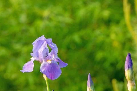 Blue iris flower on a blurred background illuminated by a sunbeam Stock Photos