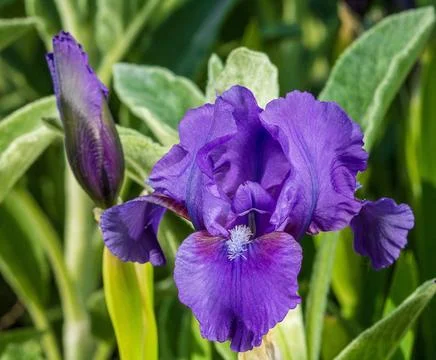 Blue iris flower on a blurred background illuminated by a sunbeam Stock Photos