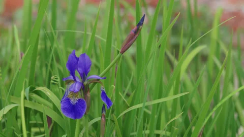 Blue iris flower, buds and leaves during spring - close up. 4K locked tripod Stock Footage 196122337
