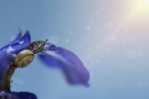 Blue iris flower close-up on a blue background with a tiny snail. Stock Photos