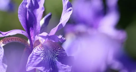 Blue Iris flower close up, in a British garden. Stock Footage 131733639