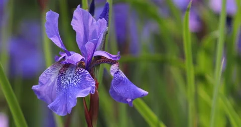 Blue Iris flower close up, in a British garden. Stock Footage 131864998