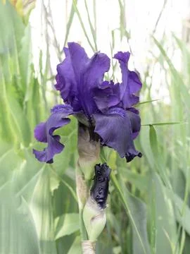 Blue iris flower close-up on green garden background.Selective focus. Stock Photos