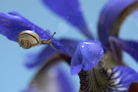 Blue iris flower closeup on a blue background with a tiny snail. Stock Photos