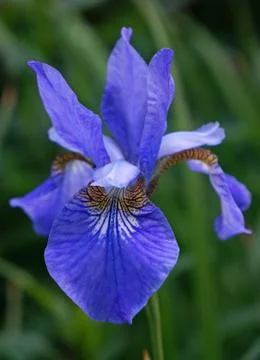 Blue iris flower closeup Stock Photos