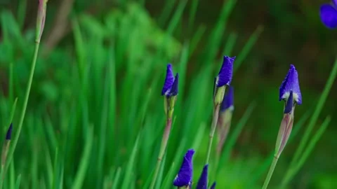 Blue iris flower 스톡 동영상 332890646