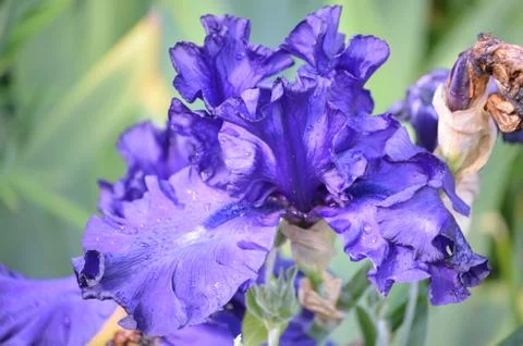 Blue iris flower in full bloom, with rain drops on petals, in a spring garden Foto stock