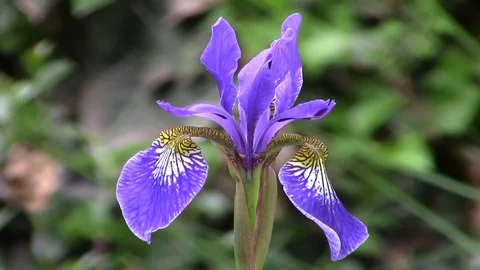 Blue iris flower in the garden - macro Stock Footage 76094015