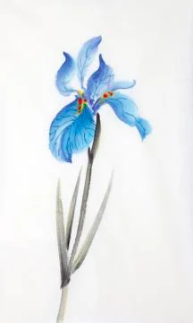 Blue iris flower Stock Illustration