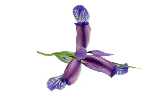 Blue iris flower isolated Stock Photos