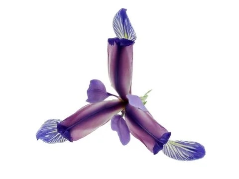 Blue iris flower isolated Stock Photos
