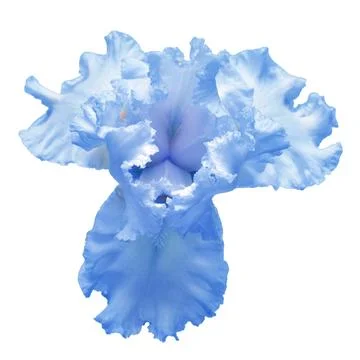 Blue iris flower isolated on white background. Easter. Summer. Spring. Flat.. Stock Photos