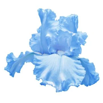 Blue iris flower isolated on white background. Easter. Summer. Spring. Flat.. Stock Photos