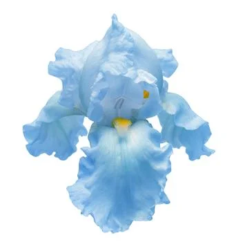 Blue iris flower isolated on white background. Easter. Summer. Spring. Flat.. Stock Photos