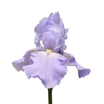 Blue iris flower isolated on white background. Summer. Spring. Flat lay, to.. Stock Photos