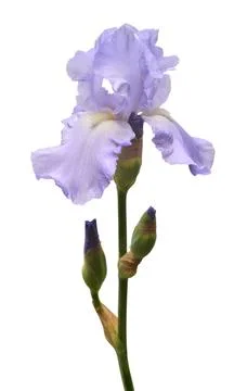 Blue iris flower isolated on white background. Summer. Spring. Flat lay, to.. Stock Photos