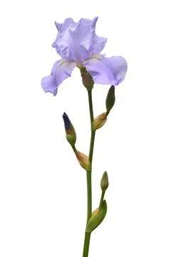 Blue iris flower isolated on white background. Summer. Spring. Flat lay, to.. Stock Photos