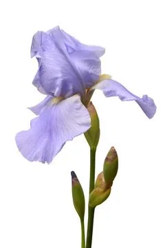 Blue iris flower isolated on white background. Summer. Spring. Flat lay, to.. Stock Photos