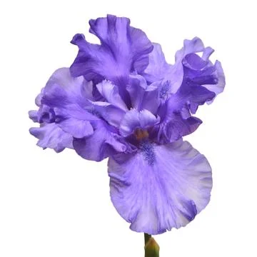 Blue iris flower isolated on white background. Summer. Spring. Flat lay, to.. Stock Photos