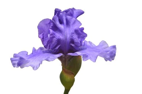 Blue iris flower isolated on white background. Summer. Spring. Flat lay, to.. Stock Photos