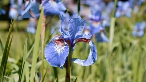 A blue iris flower moves in the wind. Stock Footage 168895841