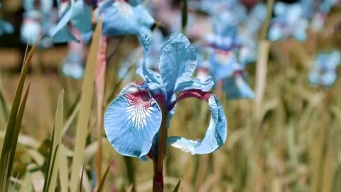A blue iris flower moves in the wind. Stock Footage 169646233