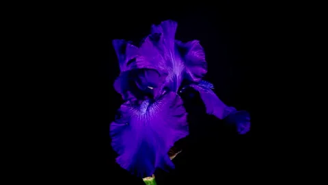 Blue Iris Flower Opening Bud in Time Lapse on a Black Background Stock Footage 335839211