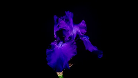 Blue Iris Flower Opening Bud in Time Lapse on a Black Background. Tender Fl.. Stock Footage 344310792