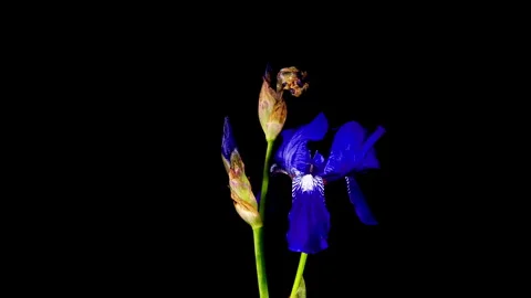 Blue Iris Flower Opening Bud in Time Lapse on a Black Background. Tender Fl.. Stock Footage 348023532