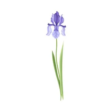 Blue Iris Flower or Delicate Blossom on Leafy Stem Vector Illustration Illustrazione stock