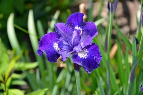 Blue iris flower Stock Photos