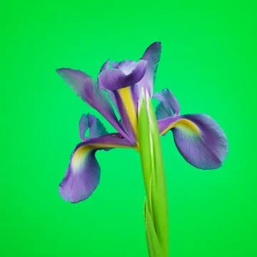 Blue Iris Flower Stock Photos