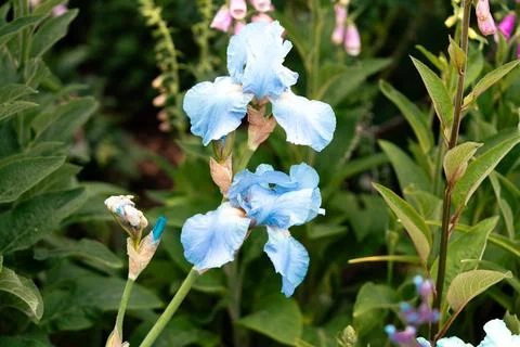 Blue iris flower Stock Photos