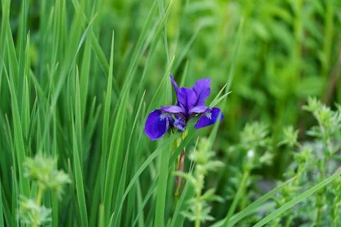 Blue iris flower Stock Photos