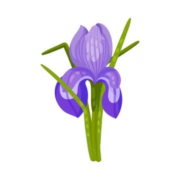 blue iris flower Stock Illustration