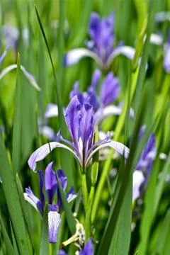 Blue iris flowers between green leafs. 库存照片