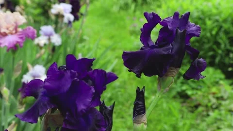 Blue iris flowers blown by wind in garden in sunny day. Stock Footage 133725618